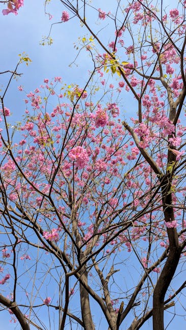 A tall tree with slender, dark brown branches extending upwards against a clear blue sky. The tree is beginning to blossom with clusters of pink flowers covering the upper branches, and a few yellow-g