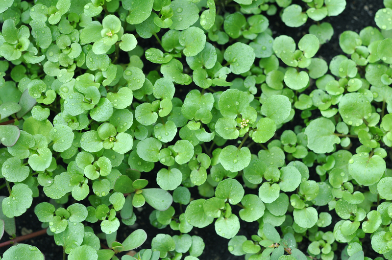 Garden lawn